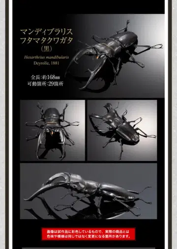 생물대도감 맨디브라리스 후타마타 사슴벌레 (블랙)