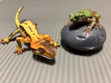 생물대도감 어드밴스 크레스티드 게코 02 & 청개구리 02 각 1개