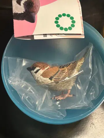 네이처 테크니컬러 일본의 생물 03 참새 22