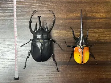 생물대도감 어드밴스 코끼리장수풍뎅이와 헤라클레스 장수풍뎅이 2체 세트