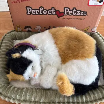 퍼펙트 반려동물 삼색 고양이