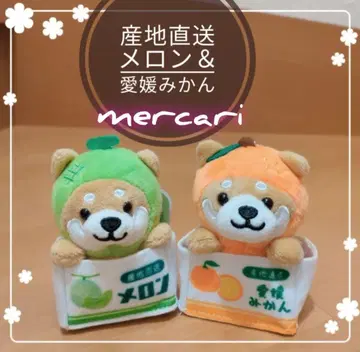 여행하는 마메시바 산지 직송 멜론 & 에히메 미깡