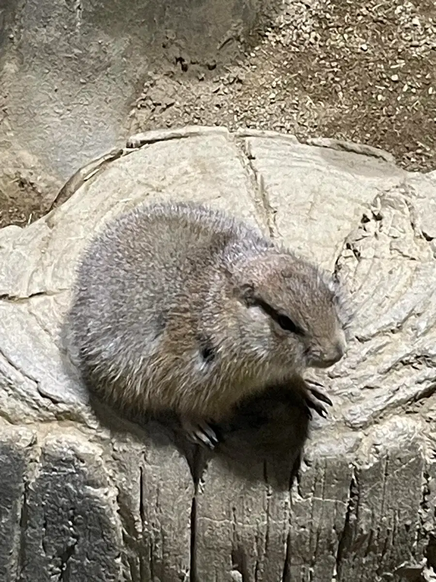 Chainsaw Man Reze Artgraphy + Fireworks