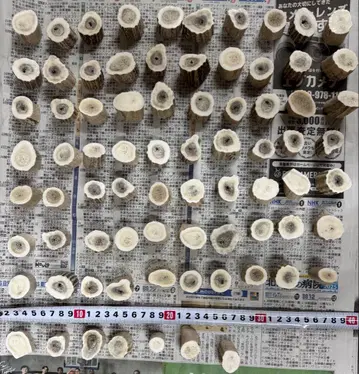 사슴 뿔 에조사슴 뿔 링컷 2cm x 77개 / 1.1kg