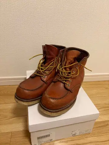 레드윙 아이리쉬 세터