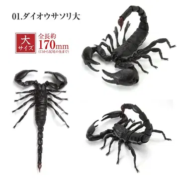 생물대도감 전갈 대왕전갈 대 미개봉 블랙