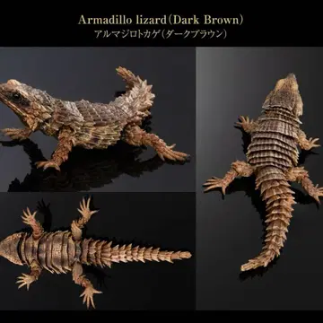생물대도감 어드밴스 아르마딜로 도마뱀 다크 브라운 개봉 완료