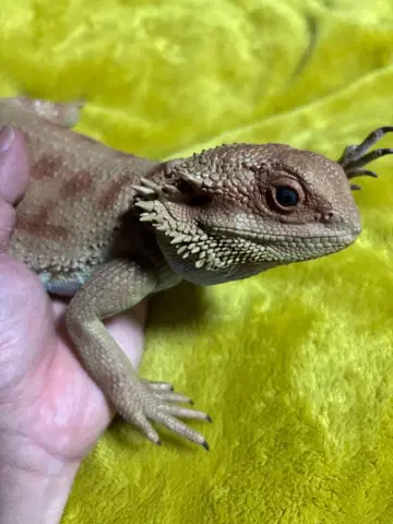 제일복권 파충류