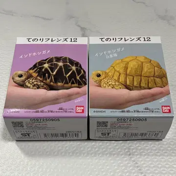 테노리 프렌즈 12 인도별거북 인도별거북 화이트 변종 2종 세트 파충류
