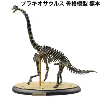 브라키오사우루스 골격 모형 공룡 돔형 케이스 포함