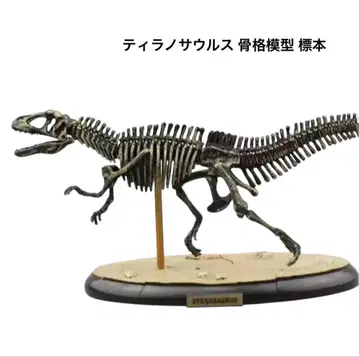 티라노사우루스 골격 모형 공룡