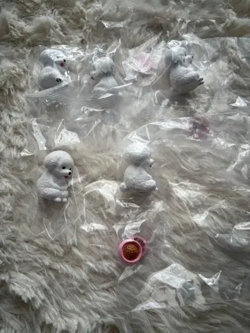 마테보케견 3종 비숑 프리제 5체 세트