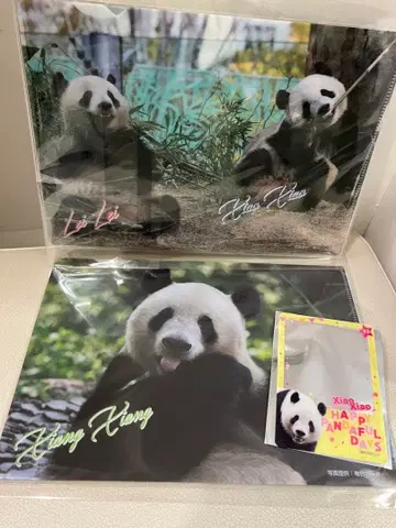 팬더 샹샹 샤오샤오 레이레이 클리어 파일 클리어 카드