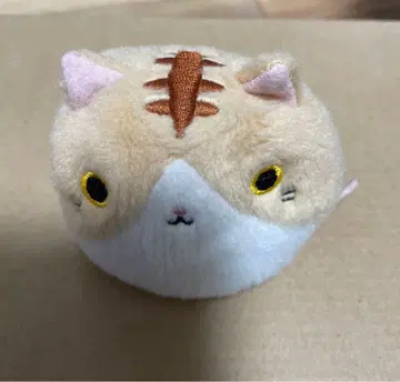 고양이 당고 아메쇼차