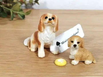 캐벌리어 2마리