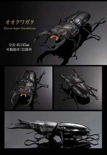 생물대도감 어드밴스 사슴벌레 02 오오쿠와가타 캡슐판