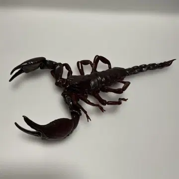 생물대도감 전갈 가챠