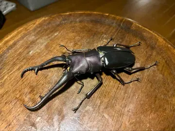 생물대도감 어드밴스 파 노코기리 사슴벌레 다이스케일 피규어