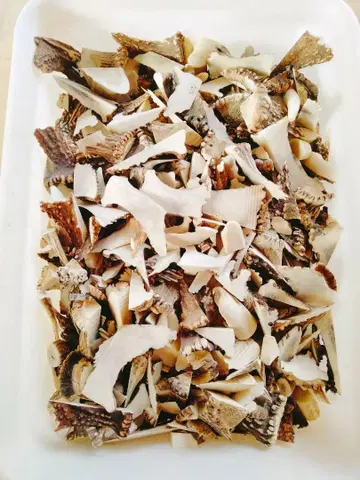 사슴 뿔 자투리 20kg 에조사슴 뿔