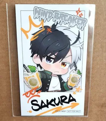 파보테리아 WIND BREAKER 벚꽃 특전