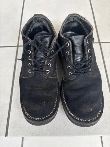 네펜데스 별주 하손 옥스퍼드 NEPENTHES HATHORN