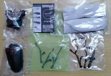 에라푸스 호소아카 사슴벌레 생물대도감 사슴벌레