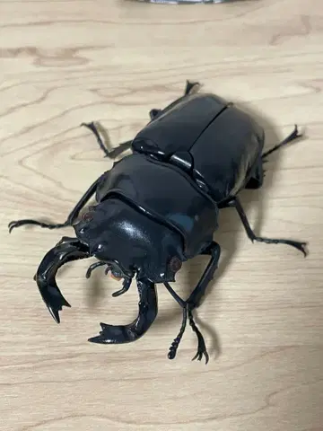 타란두스 넓적사슴벌레 생물대도감 사슴벌레 04 곤충 생물 가챠