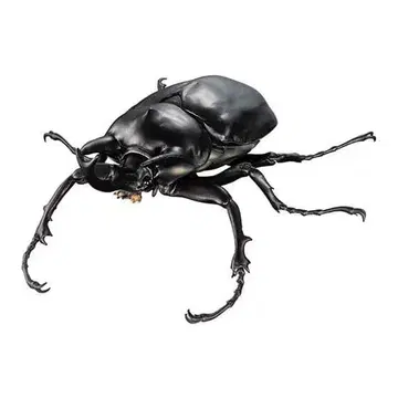 새상품 액티온 코끼리장수풍뎅이 생물대도감 어드밴스 곤충 생물 가챠