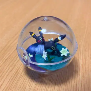 테라리움 블래키