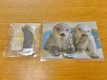 도바 수족관 카푸 복권 펜 스탠드 브로마이드