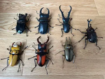 생물대도감 사슴벌레 7체 세트