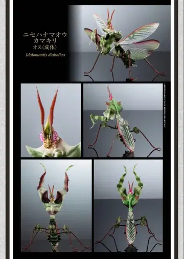 생물대도감 어드밴스 니세하마오 사마귀 수컷 성체 피규어 가챠