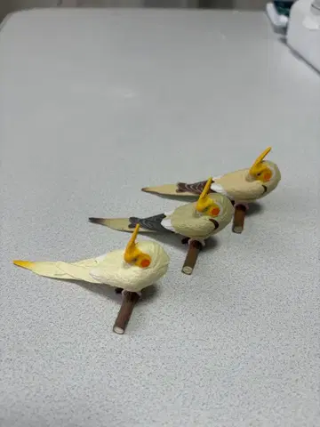 손에 타는 잉꼬 컬렉션 3마리 세트