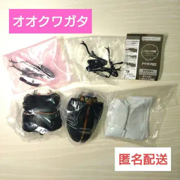 생물대도감 어드밴스 사슴벌레 02 오오쿠와가타