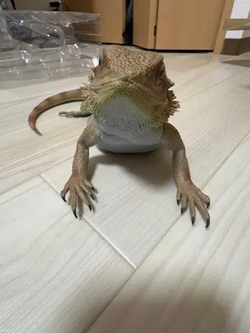 제일복권 파충류&양서류 비어디 드래곤