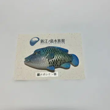 나폴레온 피쉬 마그넷