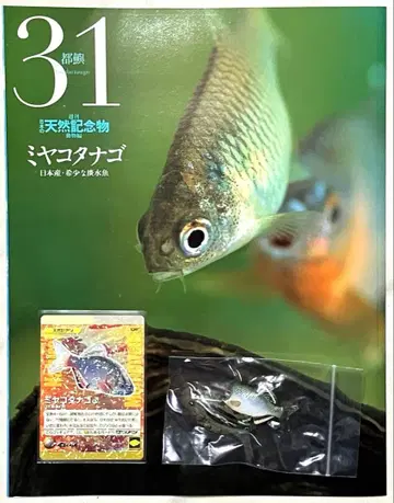 주간 일본의 천연 기념물 미야코타나고