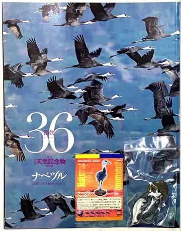 주간 일본의 천연기념물 큰부리사촌