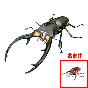 [ 생물대도감 어드밴스 ] 에라푸스 호소아카사슴벌레 ( 그린 ) & 덤