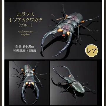 생물대도감 어드밴스 사슴벌레 02 에라푸스 호소아카사슴벌레 (블루)