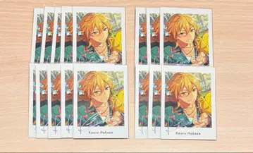 앙스타 카오루 파샤츠