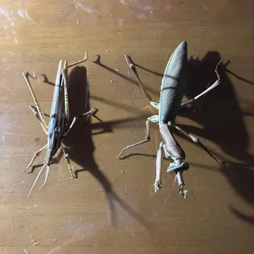 생물대도감 어드밴스 넓적사마귀(갈색형) 풀무치(갈색형)