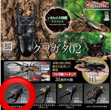 생물대도감 어드밴스 사슴벌레 02 오오쿠와가타