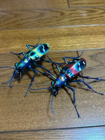 생물대도감 어드밴스 한묘 기타 세트