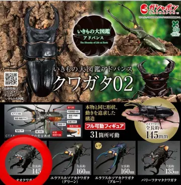 생물대도감 어드밴스 사슴벌레 02 오오쿠와가타