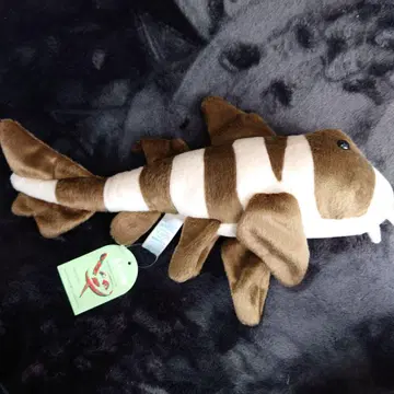 고양이 상어 봉제 인형