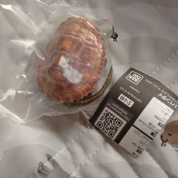 미사용 익명 배송 이시가메 오렌지 생물대도감 어드밴스 거북이 02