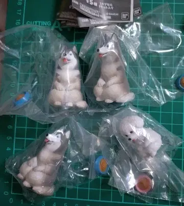 마테보케견 3 시베리안 허스키 비숑 프리제