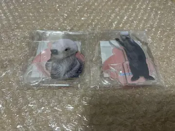 카프쿠지 x 토바 수족관 랏코의 메이짱 복권 리턴즈!