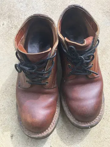 호손 네펜데스 별주